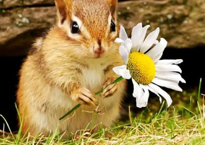 The Rights of Spring in Preschool-3